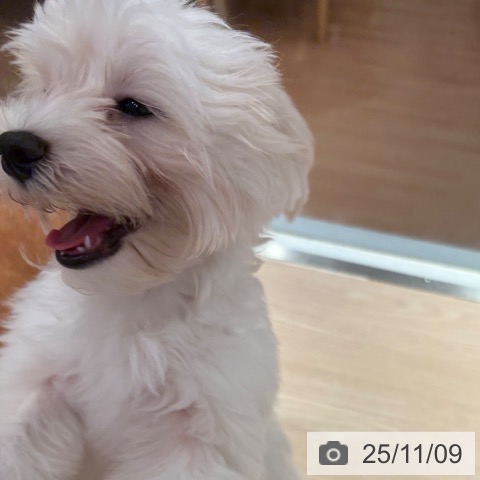 マルチーズの写真