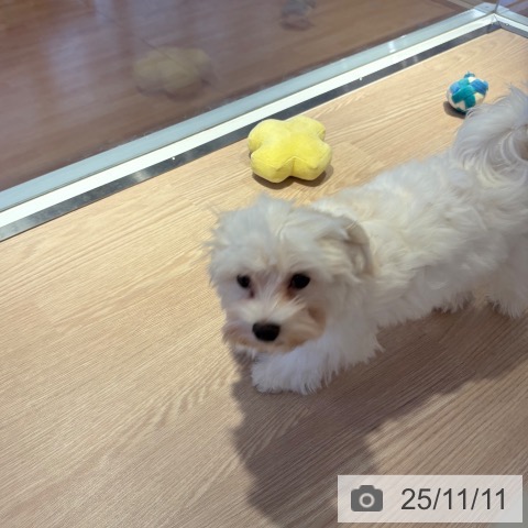 マルチーズの写真