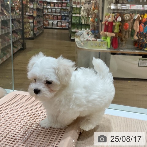 マルチーズの写真