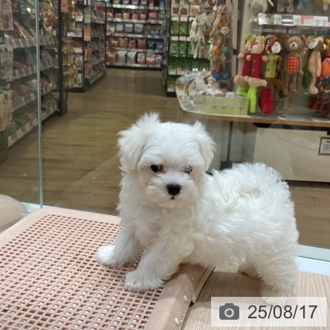 マルチーズの写真
