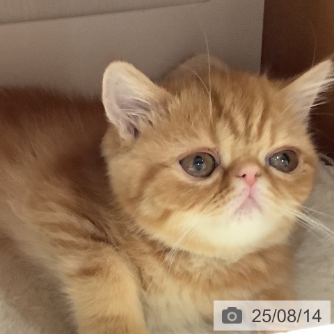 エキゾチックの写真
