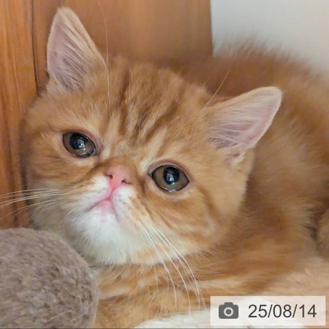 エキゾチックの写真