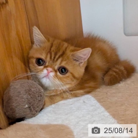 エキゾチックの写真