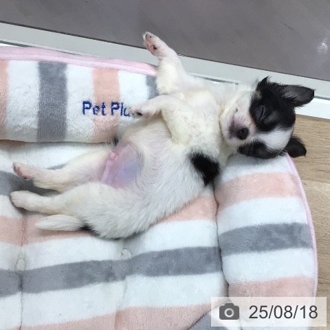 チワワの写真