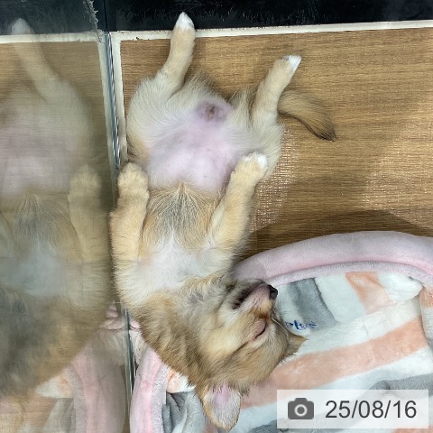 チワワの写真