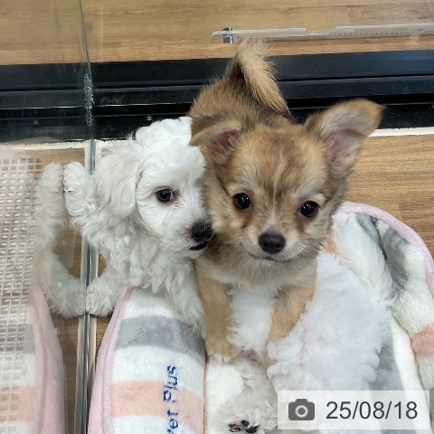 チワワの写真
