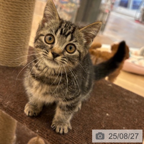 マンチカンの写真