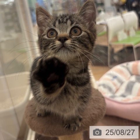 マンチカンの写真