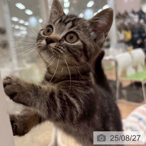 マンチカンの写真