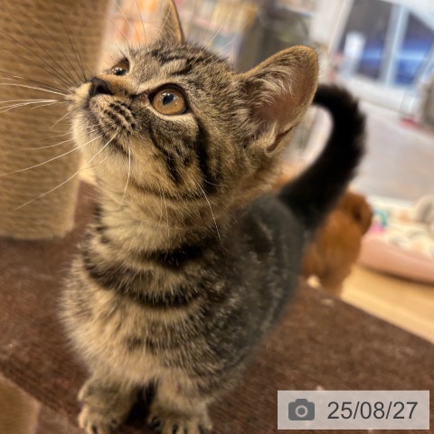 マンチカンの写真