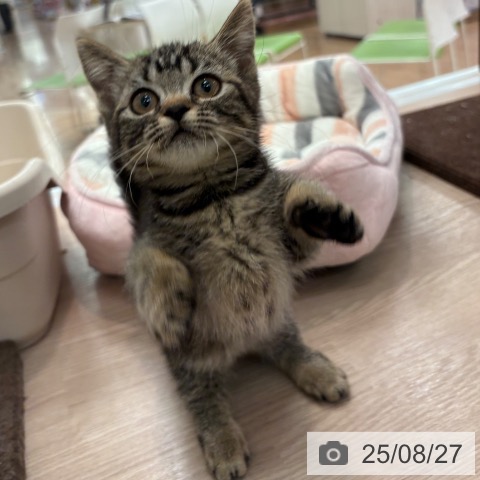 マンチカンの写真