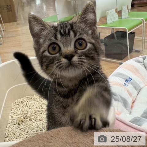 マンチカンの写真