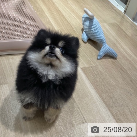 ポメラニアンの写真