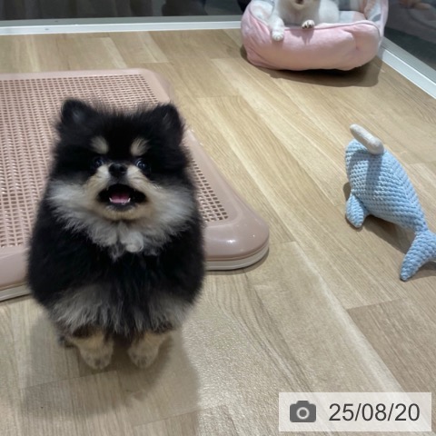 ポメラニアンの写真