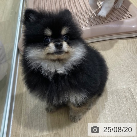 ポメラニアンの写真