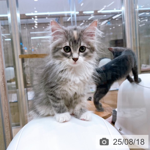 ノルウェージャンフォレストキャットの写真
