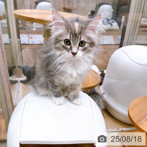 ノルウェージャンフォレストキャットの写真