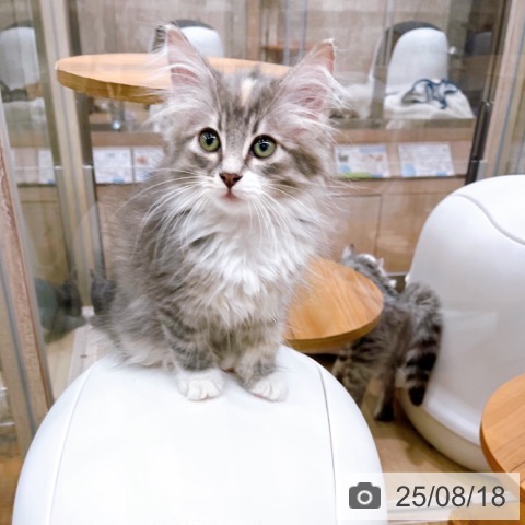 ノルウェージャンフォレストキャットの写真