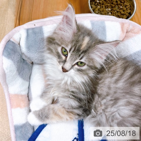 ノルウェージャンフォレストキャットの写真