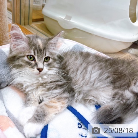 ノルウェージャンフォレストキャットの写真