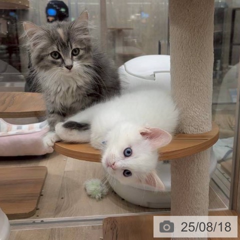ノルウェージャンフォレストキャットの写真