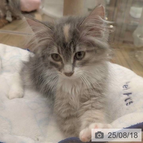 ノルウェージャンフォレストキャットの写真