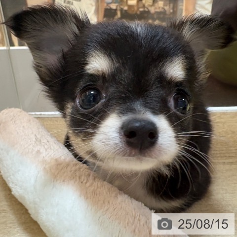 チワワの写真