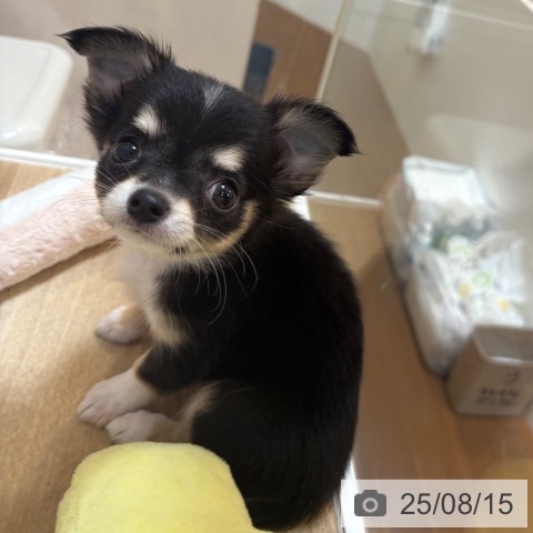 チワワの写真