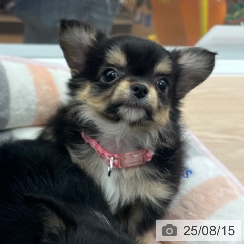 チワワの写真