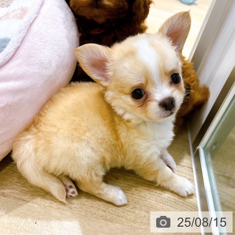 チワワの写真