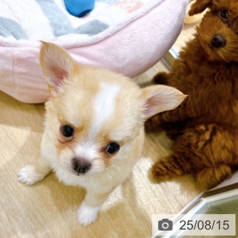 チワワの写真