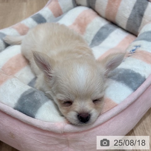 チワワの写真