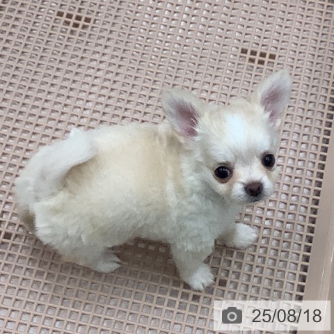 チワワの写真