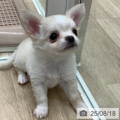 チワワの写真