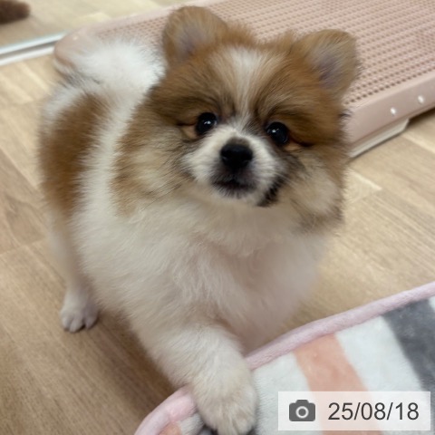 ポメラニアンの写真