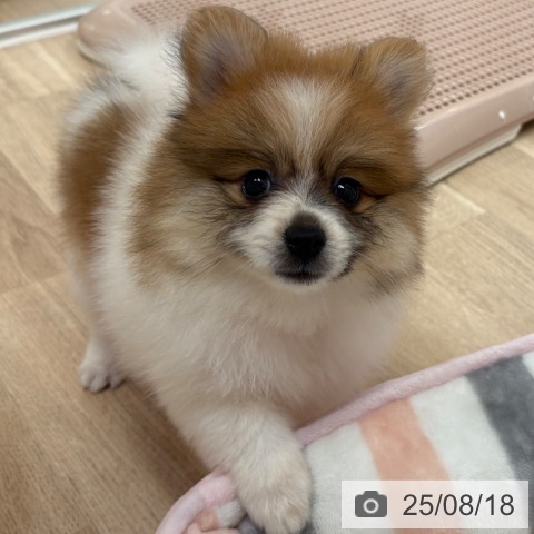 ポメラニアンの写真