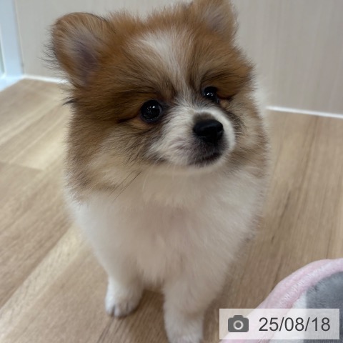 ポメラニアンの写真