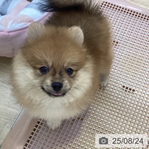 ポメラニアンの写真