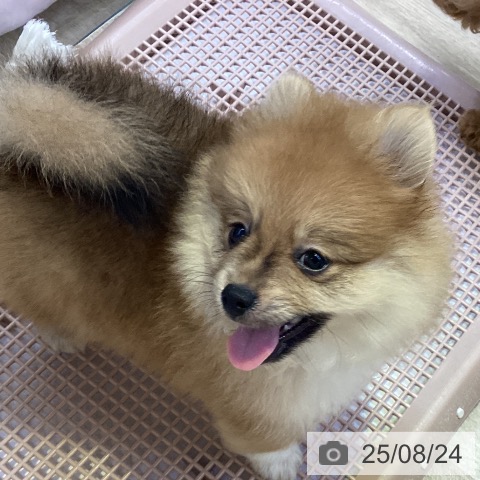 ポメラニアンの写真