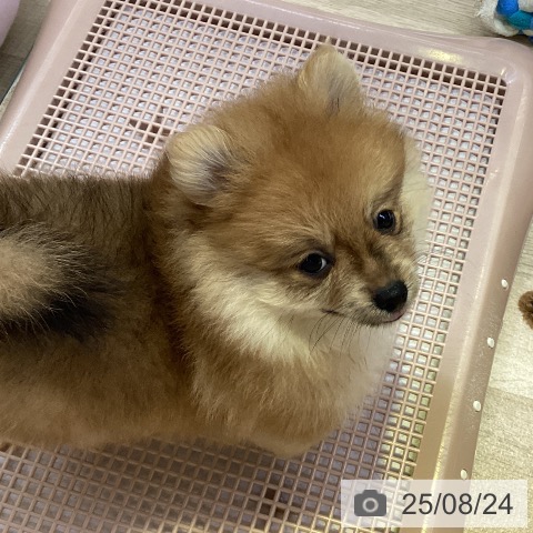 ポメラニアンの写真