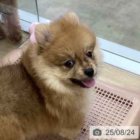 ポメラニアンの写真