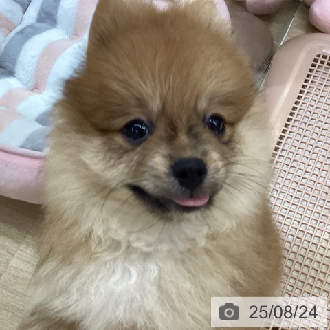 ポメラニアンの写真