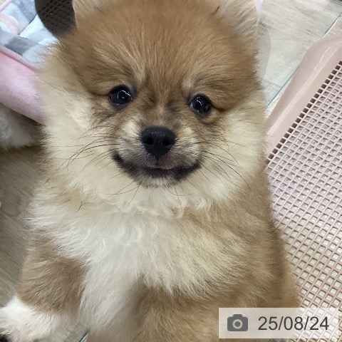 ポメラニアンの写真
