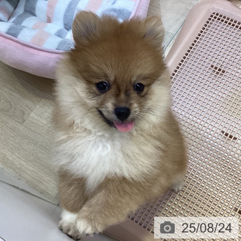 ポメラニアンの写真
