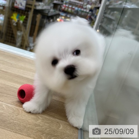 マルチーズの写真