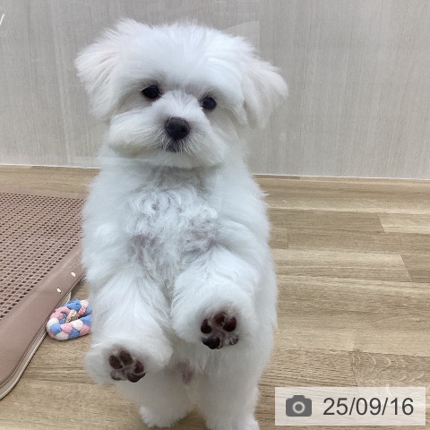 マルチーズの写真