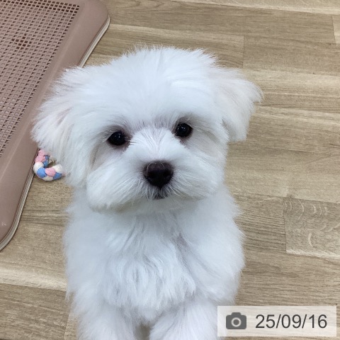マルチーズの写真