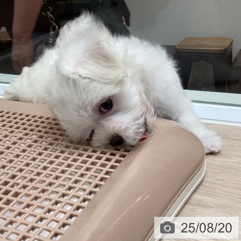 マルチーズの写真