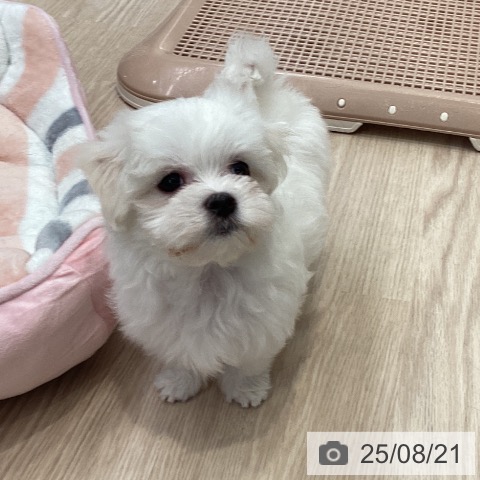 マルチーズの写真