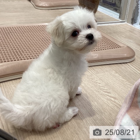 マルチーズの写真